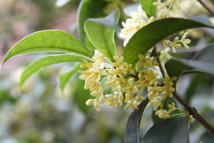 Osmanthus: The Charming Blossom That Wraps the Senses