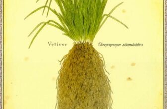 Vetiver: Verily Versatile