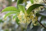 Osmanthus: The Charming Blossom That Wraps the Senses