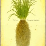 Vetiver: Verily Versatile